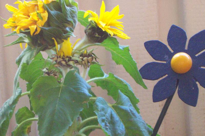 Bild